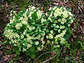 Primroses in the Glen