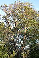 Árbol de Madroño