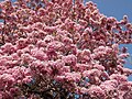 Tabebuia rosea El Salvador