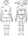 Older set of terminology shown in Parts of the Human Body: Posterior and Anterior View from the 1933 edition of Sir Henry Morris' Human Anatomy. See also List of human anatomical regions § Deprecated or older regions.