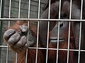   Endangered   Bornean Orangutan (Pongo pygmaeus)