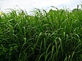 Leaves of sugarcane