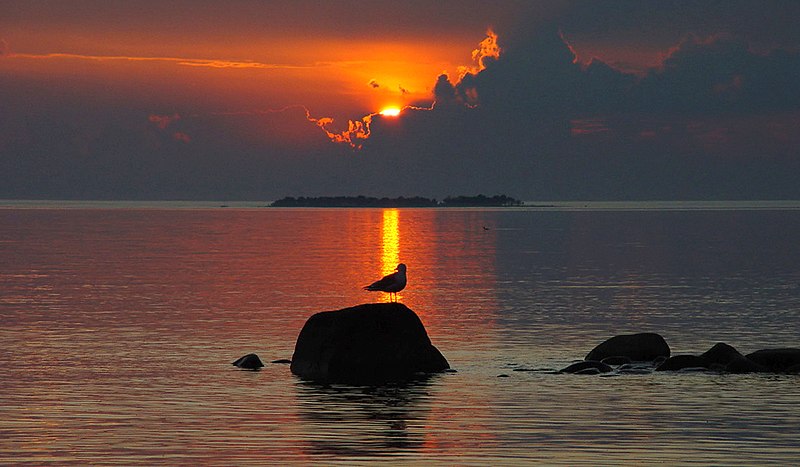 File:Sunset with gull.jpg