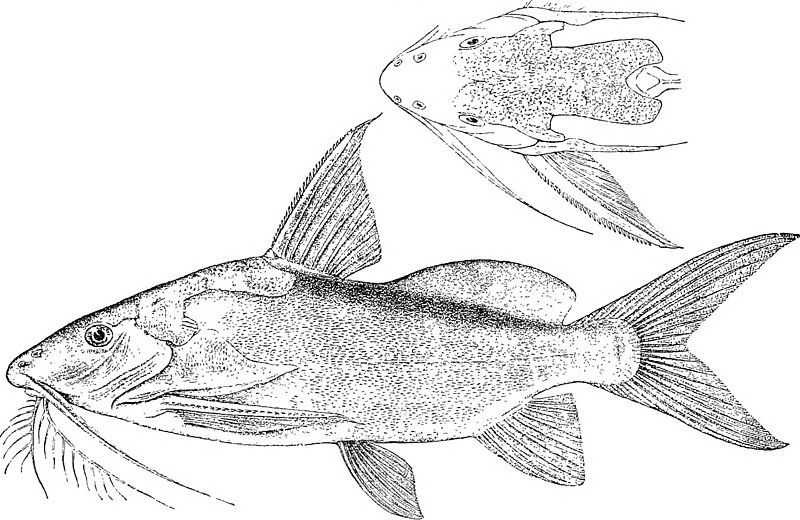 File:Synodontis geledensis.jpg