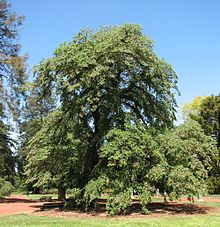 Ulmus glabra horizontalis.jpg