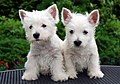 Image 25West Highland White Terrier puppies (from Puppy)