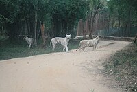 White tiger