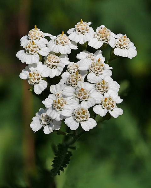 File:Yarrow (Achillea millefolium).jpg