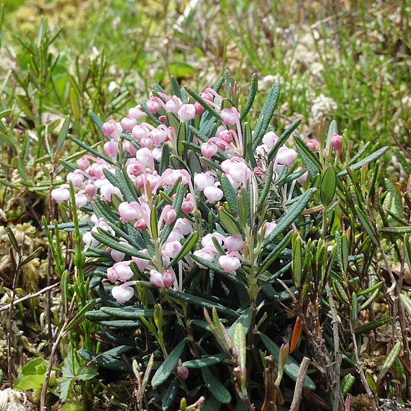 File:Andromeda polifolia (5845185790).jpg