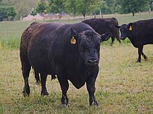 a heavily-built black bull, two black heifers behind him