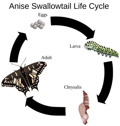 File:Anise Swallowtail Life Cycle.svg