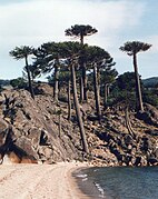 Araucarias en Neuquén.