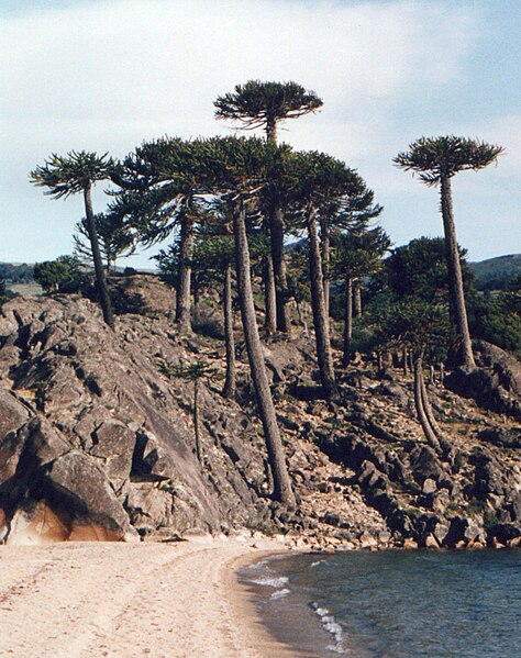 Archivo:Araucaria araucana playa.jpg