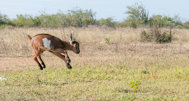 File:Baby goat jumping.jpg