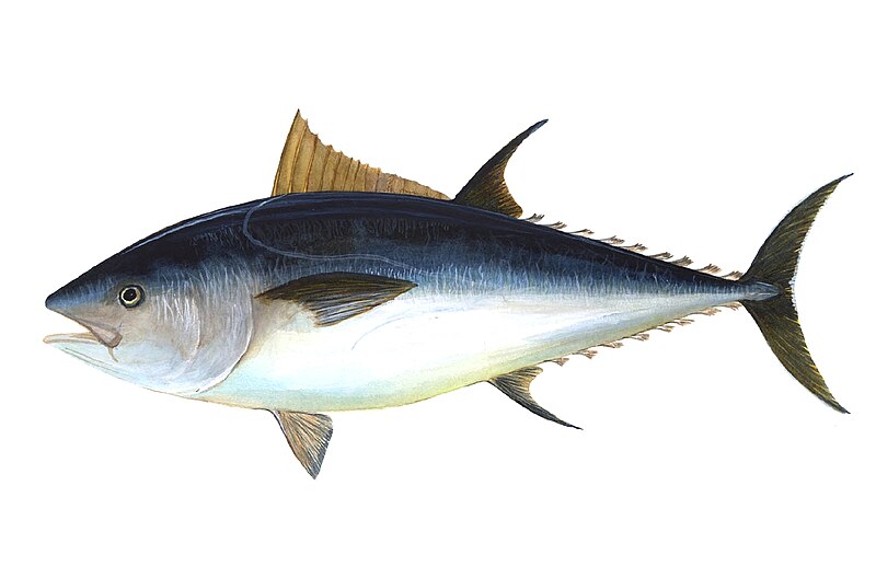 File:Bluefin-big.jpg