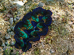 T. crocea en Bunaken, Indonesia