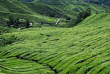 Cameron highlands.jpg