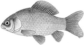 Ray-finned fish (crucian carp)