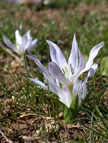 Файл:Colchicum brachyphyllum 2.jpg