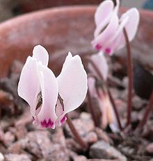 Cyclamen cyprium.jpg