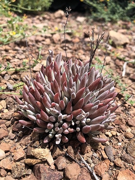 File:Dudleya attenuata 67521636.jpg