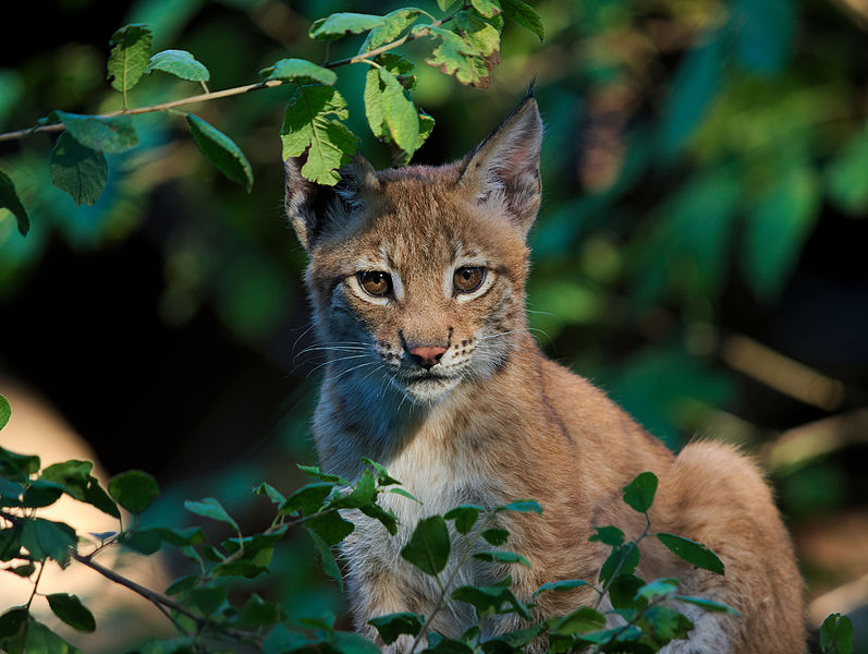 File:Eurasian lynx (Lynx lynx).jpeg