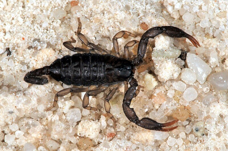 File:Euscorpius fg12.jpg