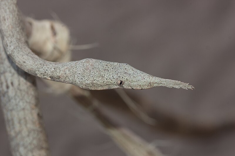 File:Female Langaha madagascariensis.jpg