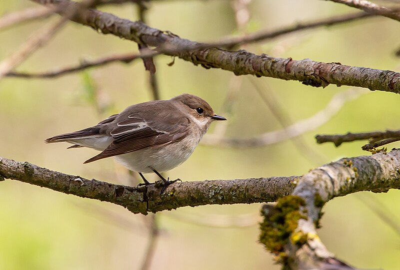 File:Ficedula hypoleuca-F-Iski morost.jpg