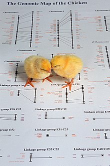 Chicks atop a picture of a genetic map of a chicken. The chicken genome has 39 pairs of chromosomes, whereas the human genome contains 23 pairs