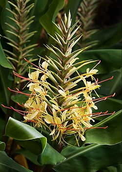 Hedychium gardnerianum flower