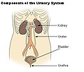 Urinary system