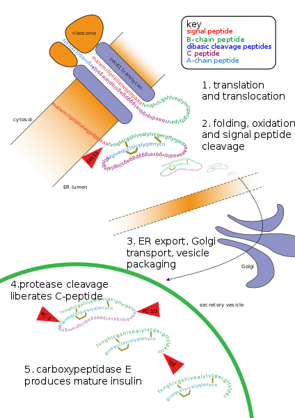 File:Insulin path.svg