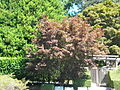 A bronze-red cultivar of A. palmatum