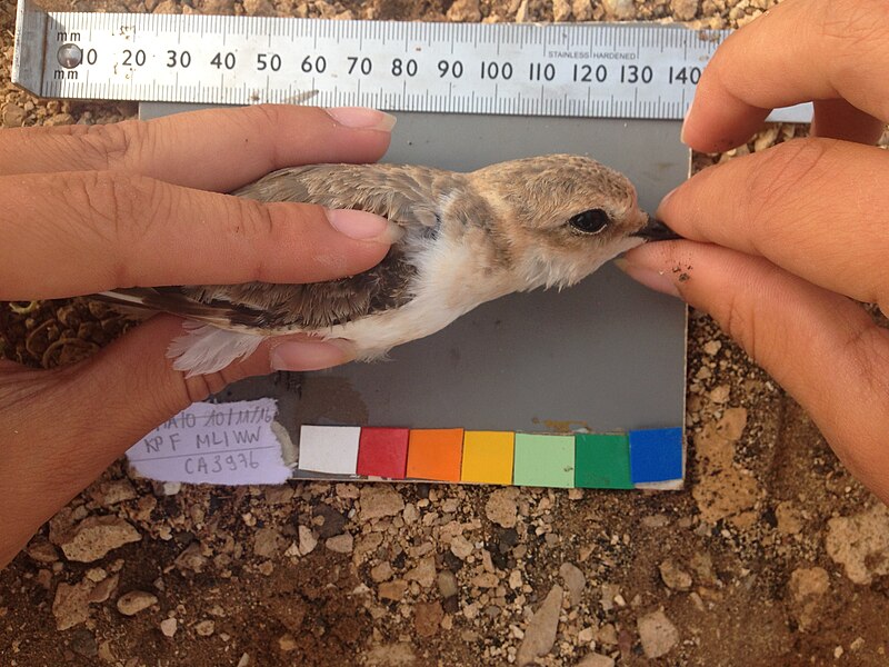 File:Kentish Plover adult.jpg