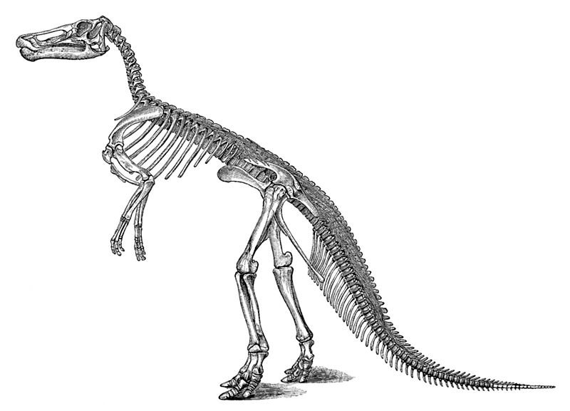 Файл:Large marsh claosaurus.jpg