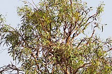 A Letter-winged kite in a nest in a tree obscured by foliage