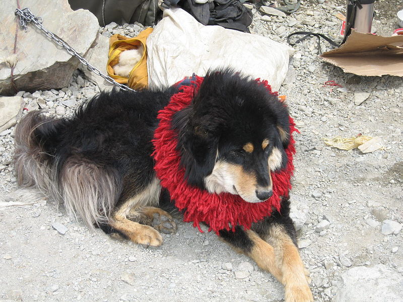 File:Lion-Head Tibetan Mastif02.jpg