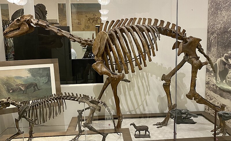 File:Macrauchenia skeleton at AMNH.jpg