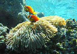 Anemonefish