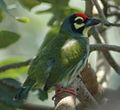 Barbudo calderero (Megalaima haemacephala)