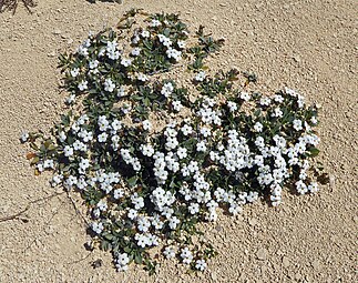 Large flowering plant