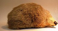 The giant golden mole is the type host of H. niekerki.