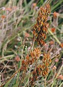 Bog asphodel