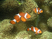 Clownfish are initially male; the most dominant fish in a group becomes female.