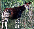 Image 44Found in the Congolian rainforests, the okapi was unknown to science until 1901 (from Democratic Republic of the Congo)