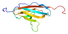 Protein MYBPC1 PDB 1x44.png