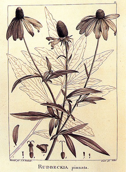 Файл:Rudbeckia pinnata.jpg