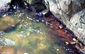 Close-up of pond in the forests of Samothraki island. The colors of the rocks are due to deposition of minerals.