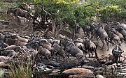 Wildebeest escaping a Nile crocodile while passing the Grumeti River